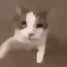 !c mwak